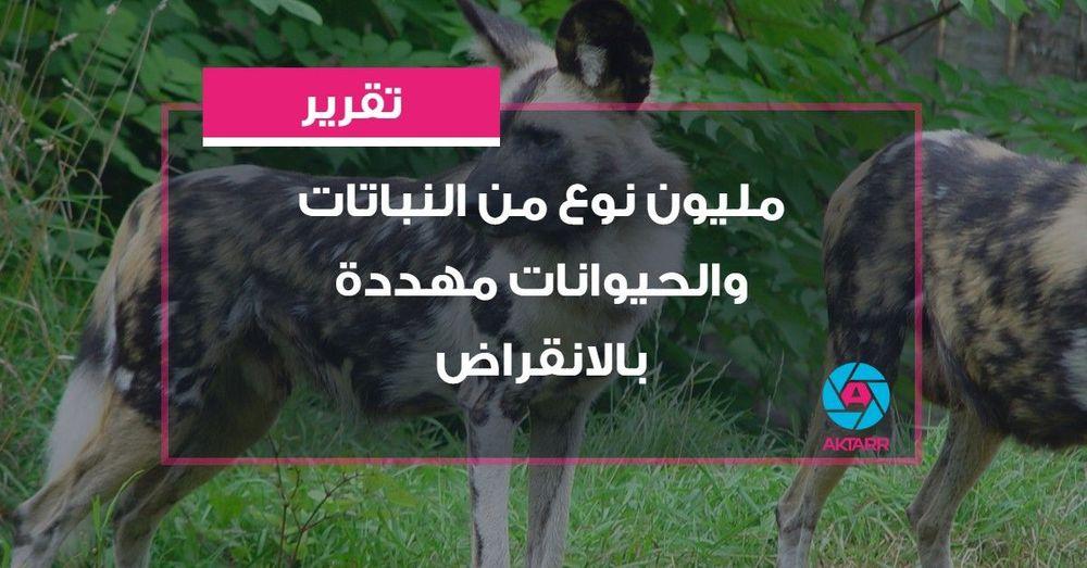 مليون نوع من النباتات والحيوانات مهددة بالانقراض