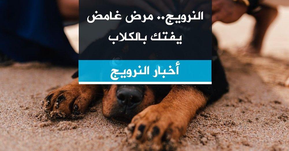 النرويج.. مرض غامض يفتك بالكلاب