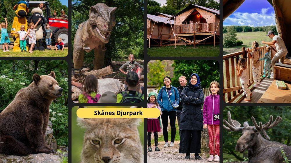 Skånes Djurpark, حديقة سكونا للحيوانات, شون ذا شيب, شون الخروف, حديقة الحيوانات في السويد, مغامرة صيفية للعائلة, زيارة عائلية, حيوانات اسكندنافية, عطلة مع الأطفال, أنشطة للأطفال في مالمو, تذاكر مخفضة للحدائق, تخفيضات Aktarr, رحلة عائلية في الطبيعة, ديناصو