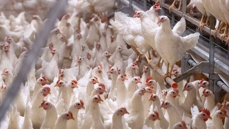 السالامونيا في بيض الدجاج