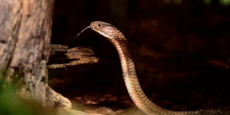 الكوبرا الهاربة في السويد