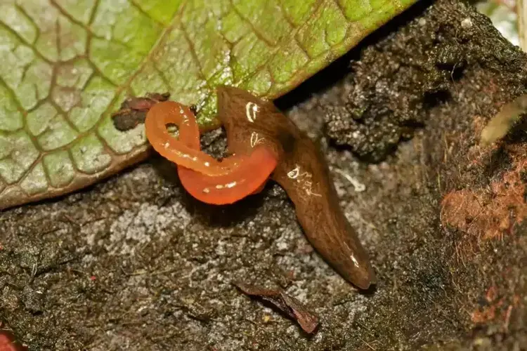 مقاطعة سكونه السويدية