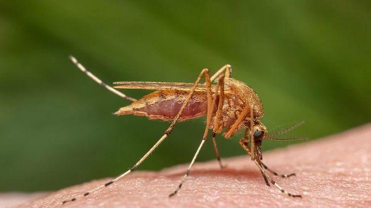 "أجمل بعوضة في السويد": عودة البعوض الذهبي بعد غياب دام لـ 50 عاماً

