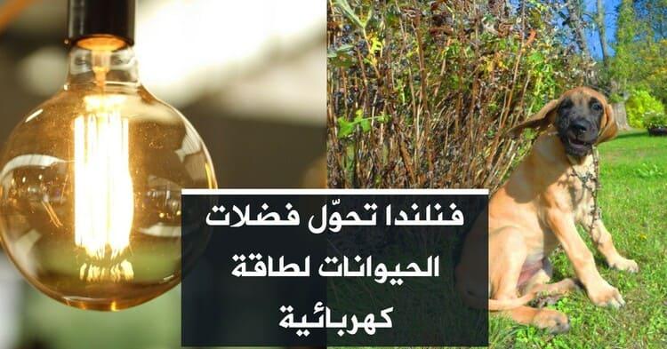 فنلندا تحوّل فضلات الحيوانات لطاقة كهربائية