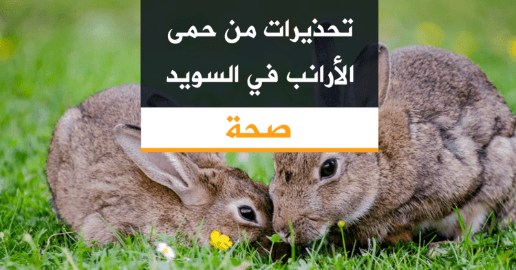 تحذيرات من حمى الأرانب في السويد