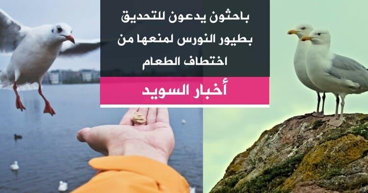 باحثون يدعون للتحديق بطيور النورس لمنعها من اختطاف الطعام