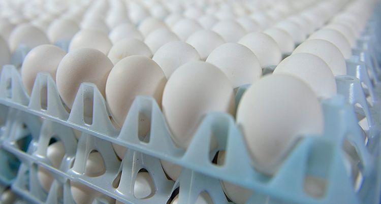 سحب البيض من متاجر في السويد