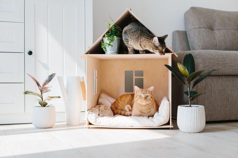 تربية قطة في شقة قد تعرضك لإنهاء عقد الإيجار وغرامات باهظة الثمن