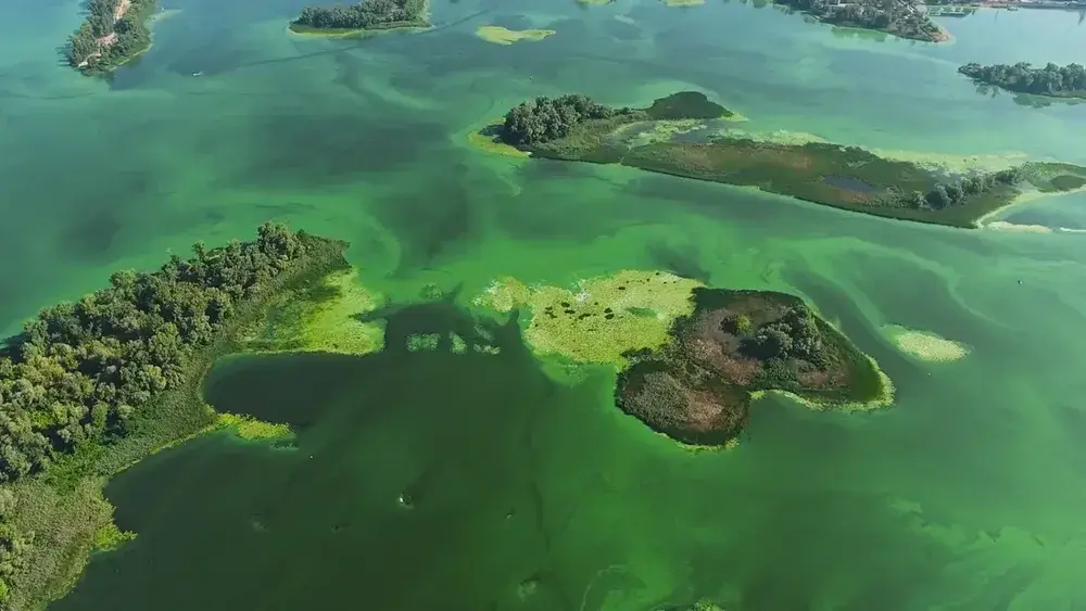 سر تحوّل المحيطات إلى اللون الأخضر: لغز يثير الدهشة والتساؤلات!
