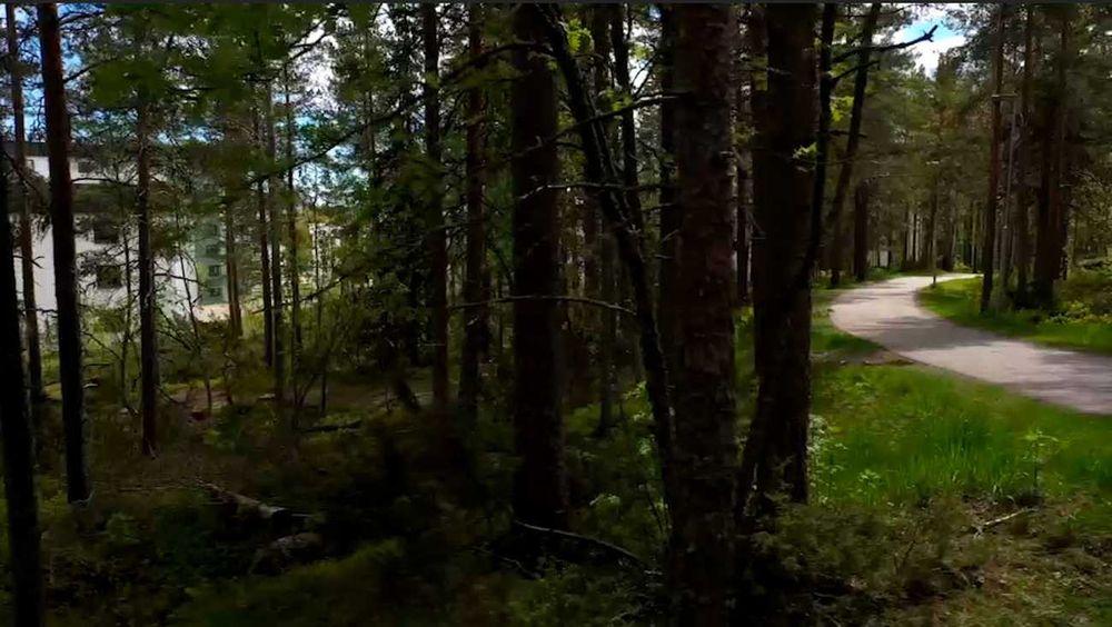 أربعة شبان يعتدون بالضرب على فتاة سويدية ويتركونها فاقدة للوعي في غابة
