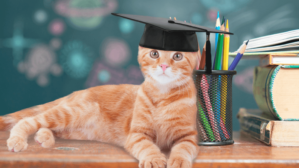 القطة سوكي "تتخرج" من الجامعة بعد حضورها جميع المحاضرات أونلاين