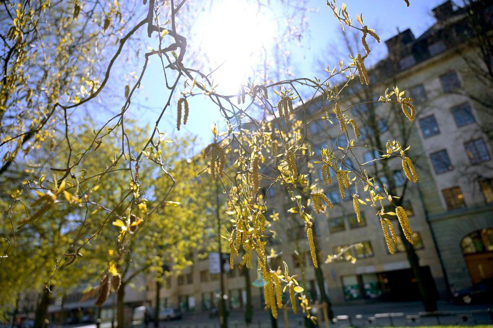 حساسية الربيع في السويد: كيف تتغلب على المشاكل وتتمتع بموسم خالٍ من الأعراض
