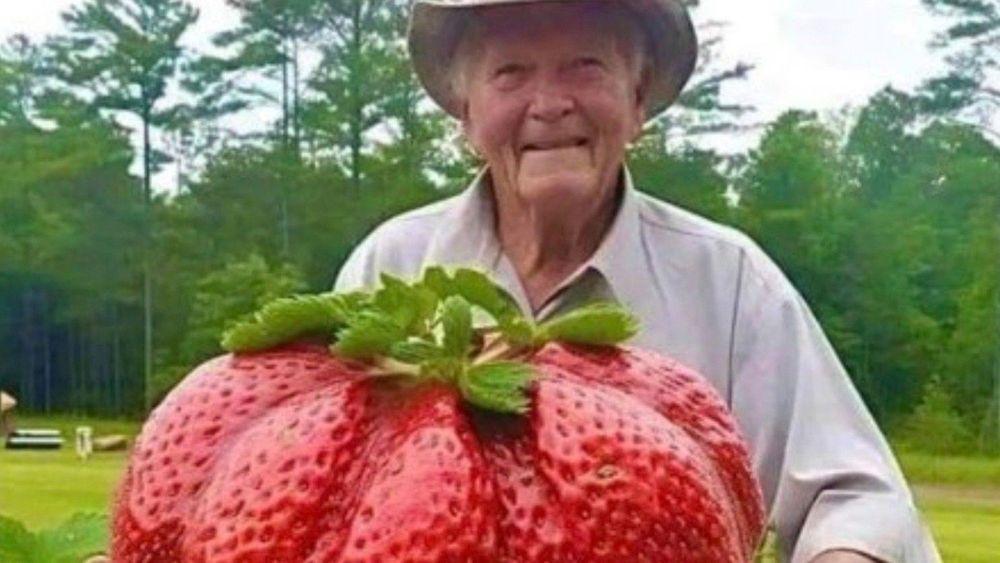 أكبر فراولة في العالم
