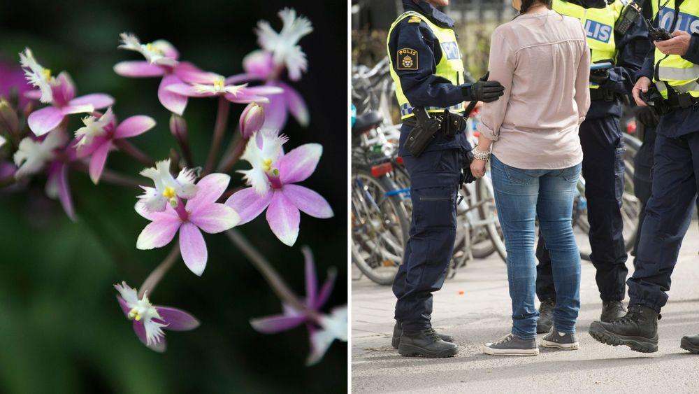  زهور الأوركيد النادرة في السويد