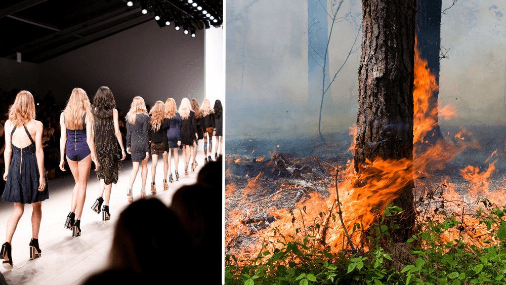 شركات أزياء ساهمت في تدمير الغابات: بعضها سويدي