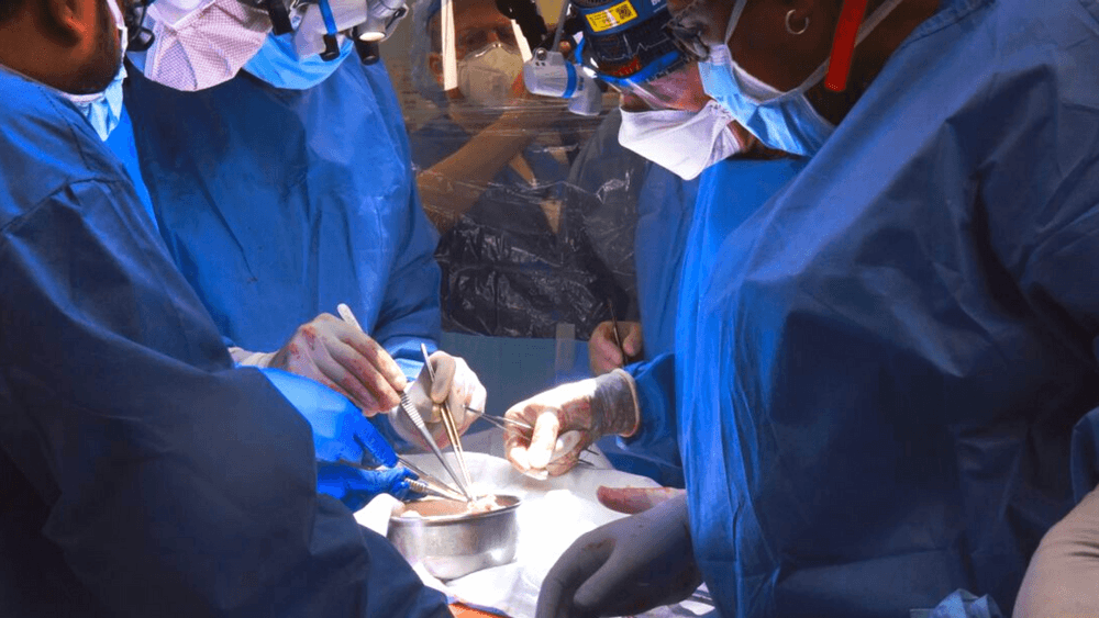 تكنولوجيا سويدية تنقذ مريضاً عبر زرع قلب خنزير بداخله
