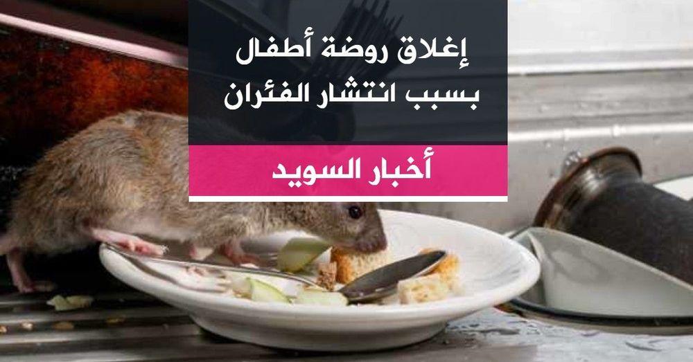 إغلاق روضة أطفال بسبب انتشار الفئران