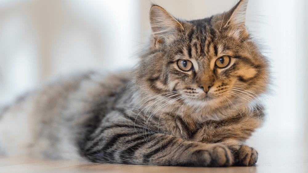 عالم القطط المثير: ما وراء هوس إسقاط الأشياء!
