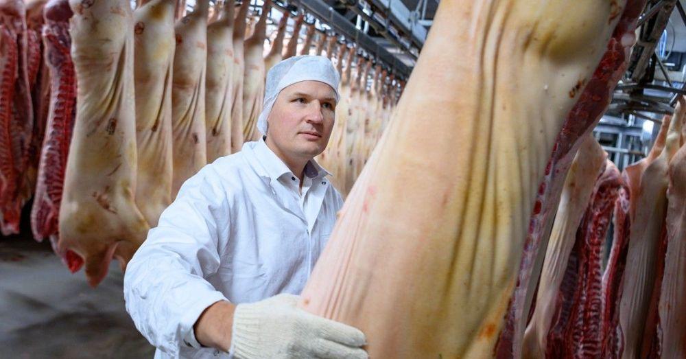 علماء دنماركيون ينجحون في تحويل دم الخنازير إلى مسحوق بروتين للاستهلاك البشري