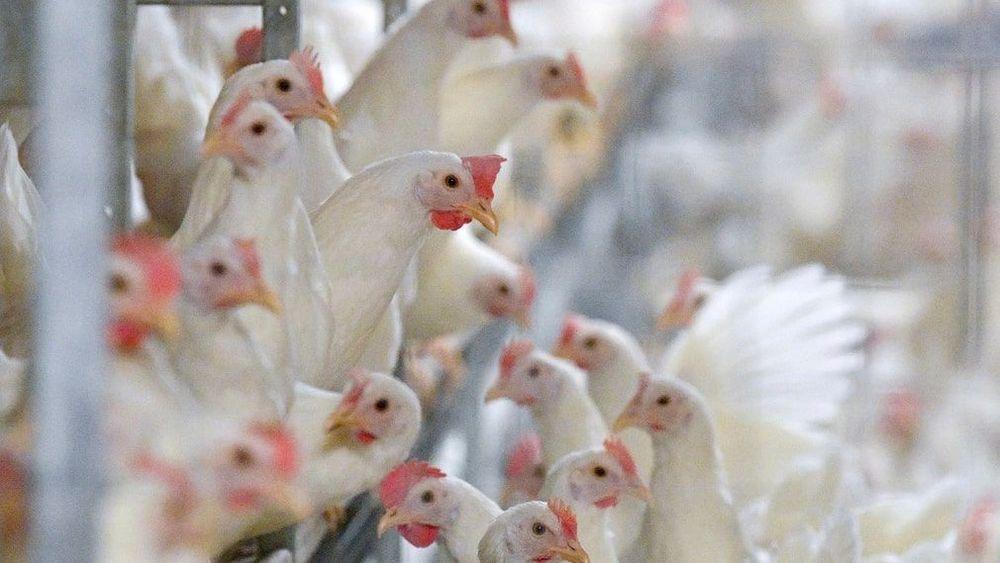 وكالة الزراعة السويدية تحذر من انتشار أنفلونزا الطيور في السويد
