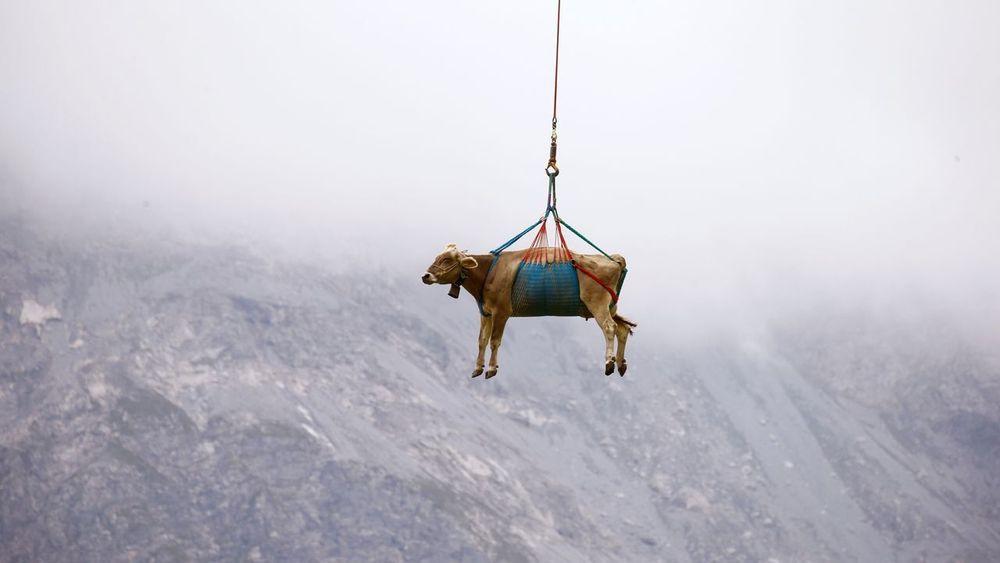 هل يتم نقل الأبقار السويسرية جواً من جبال الألب بعد الصيف؟
