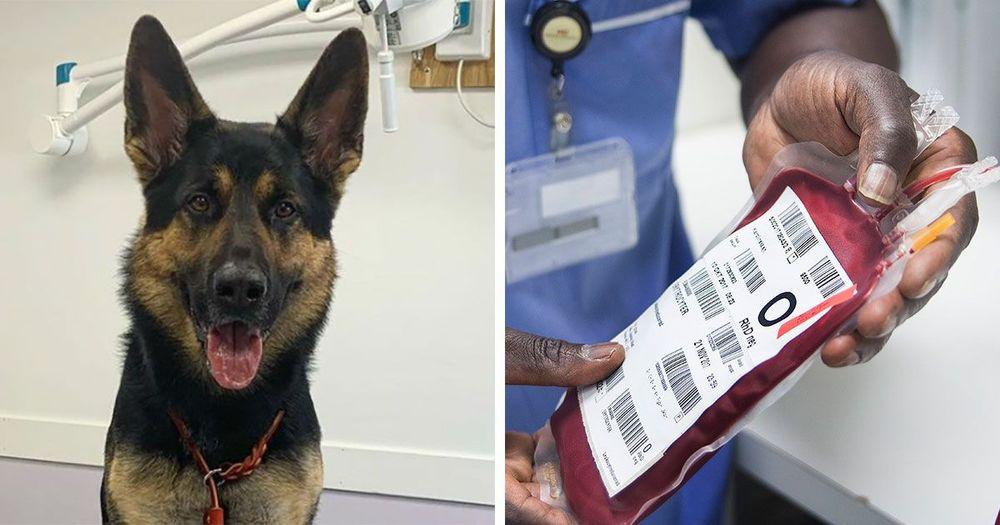 كلب سويدي بطل يتبرّع بالدم