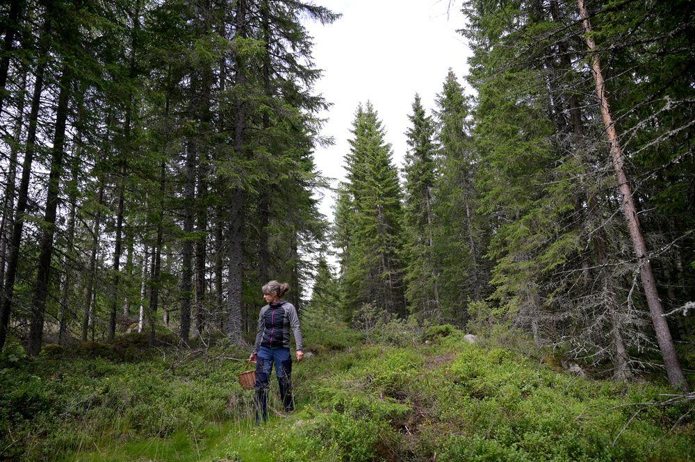 ملايين الكرونات لوضع مخطط للأضرار التي تصيب الغابات السويدية
