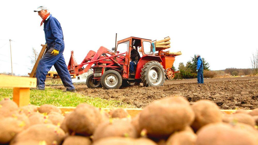 نقص كبير بإنتاج البطاطا في السويد هذا العام