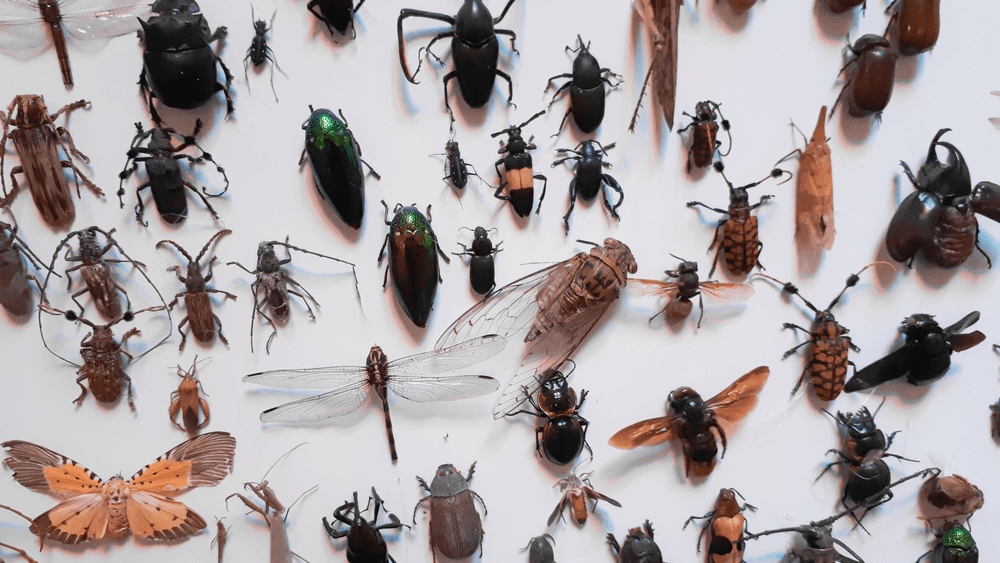 نتائج مذهلة.. السويد تكتشف 50 نوعاً غير معروف من الحشرات
