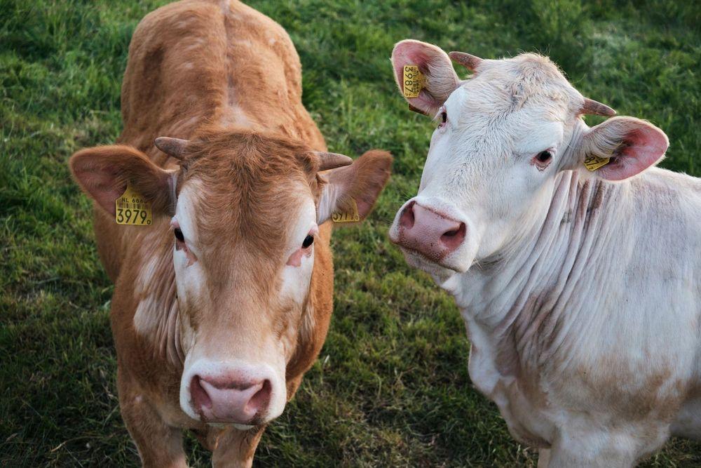 تقليد الـ"كولنينغ": طريقة المزارعين السويديين للتحايل على الأبقار
