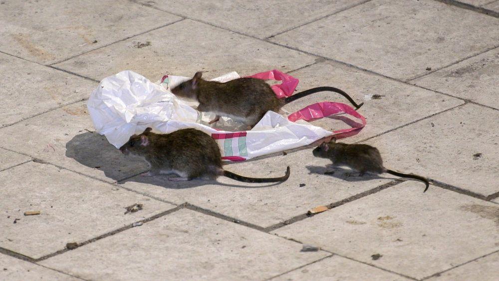 يوتوبوري تعلن الحرب على الجرذان والفئران
