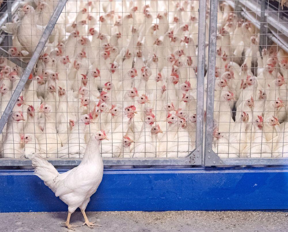 إعدام 18 ألف دجاجة بعد تفشي إنفلونزا الطيور في سكونه
