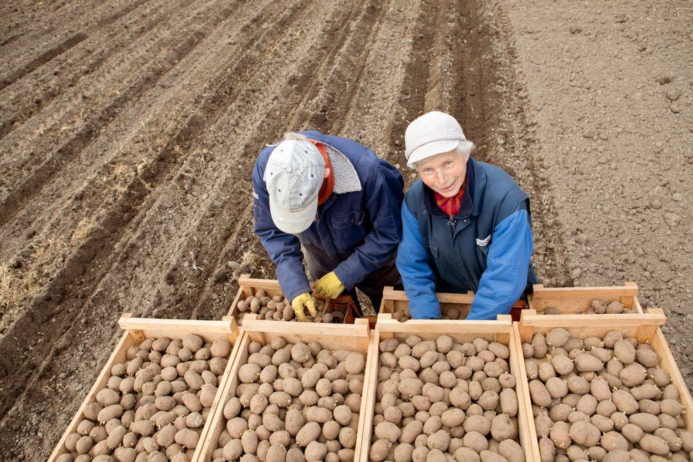 لمزارع البطاطا في السويد