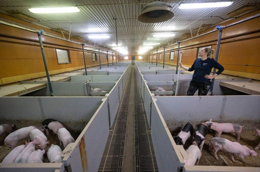 تفشي حمى الخنازير الأفريقية في السويد

