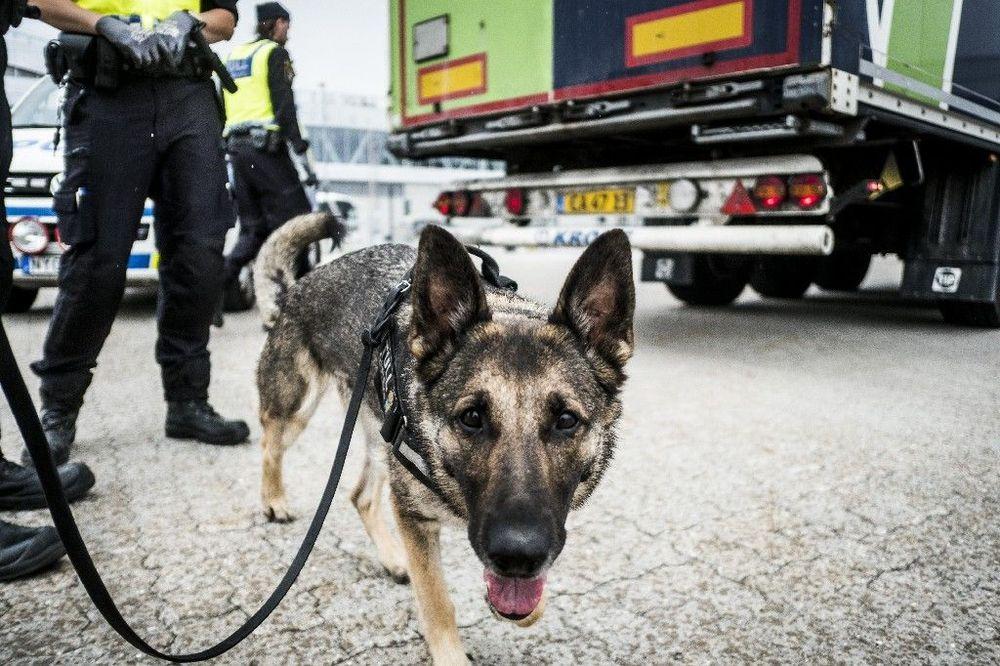 كلب ينقذ صاحبه يوهان في السويد