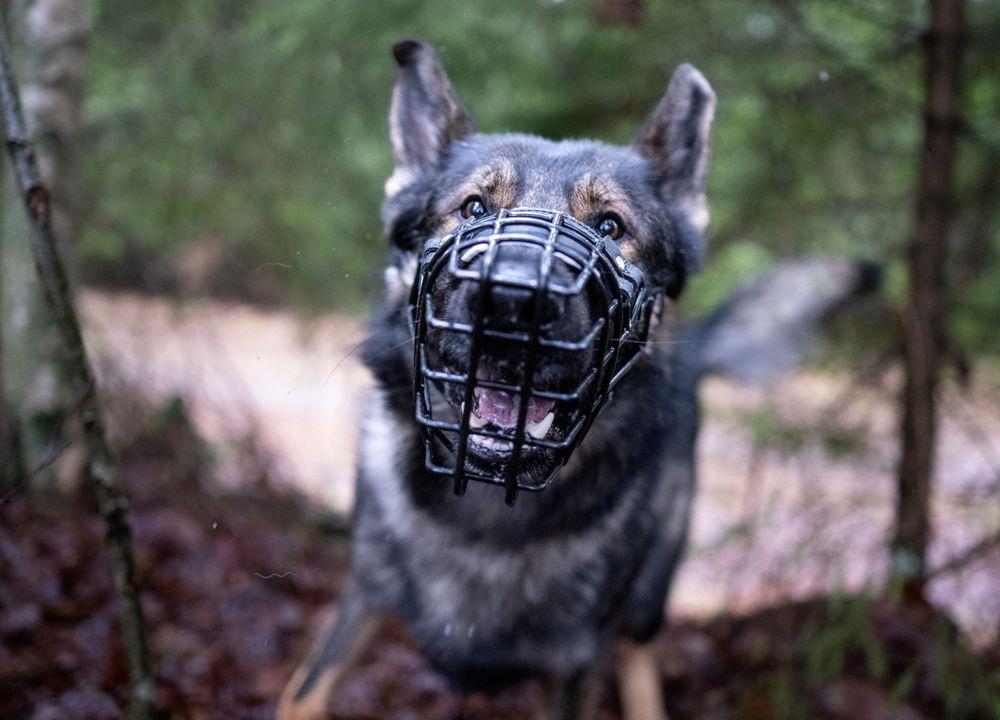 الكلاب البوليسية في الشرطة السويدية
