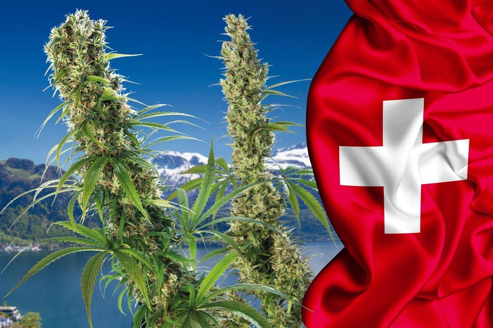 تشريع تجارة الحشيش في سويسرا لمدة سنتين ونصف اعتباراً من الشهر المقبل
