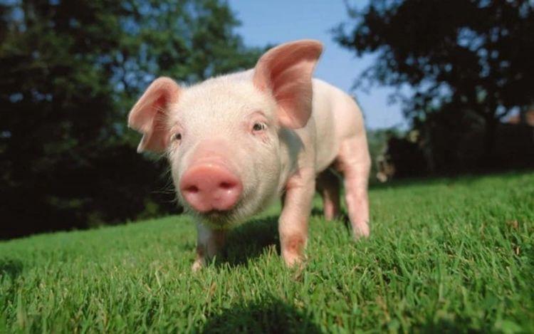 قلوب الخنازير قد تنقذ حياة البشر قريبا